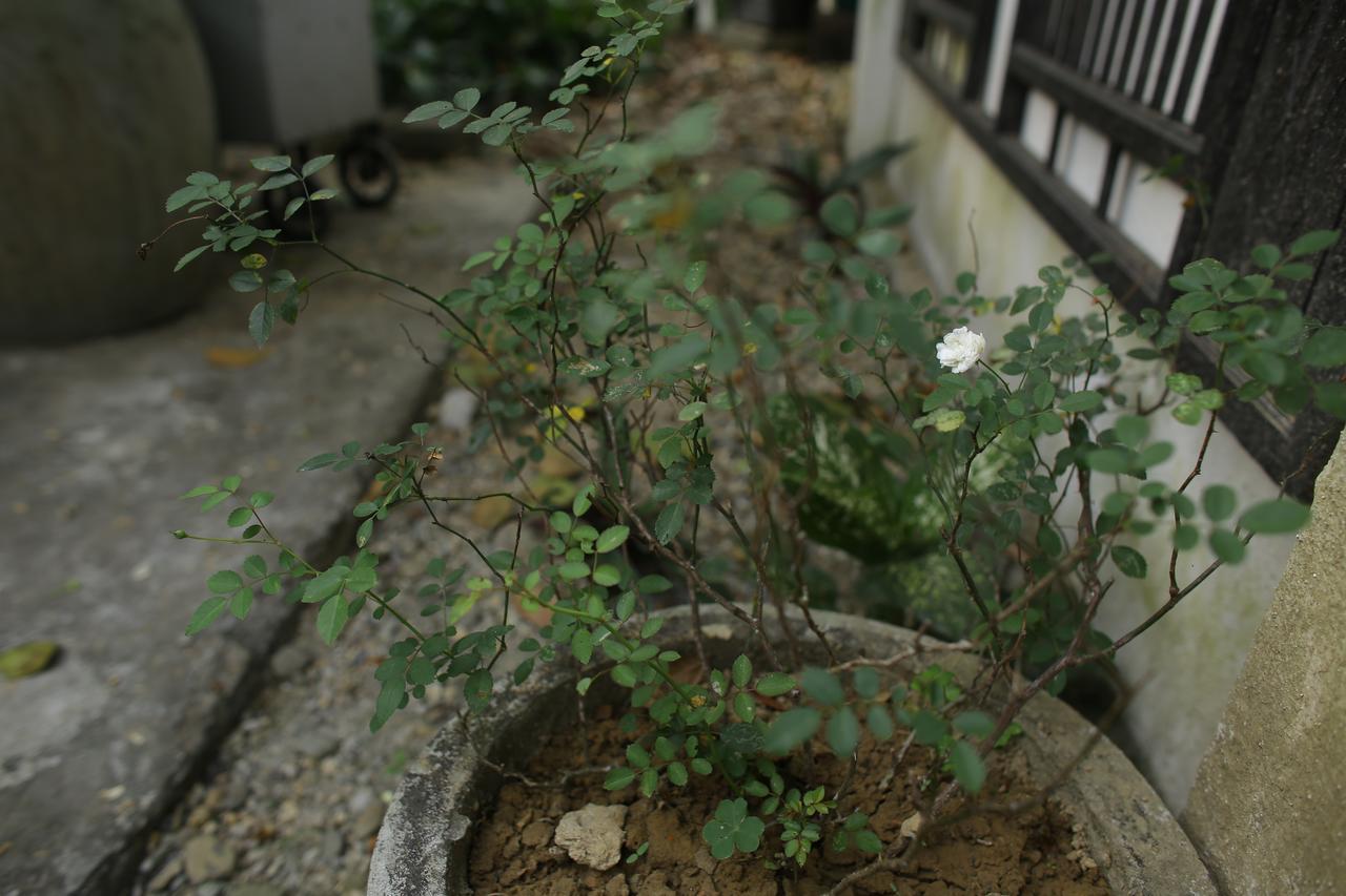 Thuy Bieu Homestay Хуе Екстериор снимка